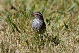 Chipping Sparrow juvenile _S9S2675.jpg