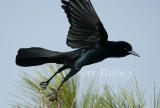 Boat-tailed Grackle 58FB9626.jpg