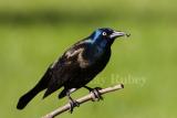 Common Grackle _S9S9051.jpg