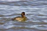 Lesser Scaup _S9S5985.jpg