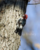 Red-headed woodpecker juv molt _S9S3415.jpg