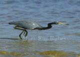 Tricolored Heron stalking _58FB3734.jpg