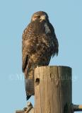 White-tailed Hawk juvenile D4EC9432.jpg