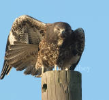 White-tailed Hawk juvenile D4EC9489.jpg