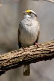 White-throated Sparrow D4EC6502.jpg
