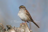White-throated Sparrow tan morph D4EC9232.jpg