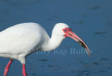 White Ibis 58FB6684.jpg