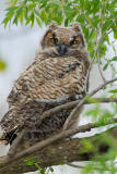 Great Horned Owl chick D4EC0483.jpg