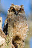 Great Horned Owl chick D4EC9799.jpg