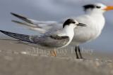 Common Tern w Royal Tern _S9S8976.jpg