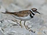 Killdeer D4EC5032.jpg