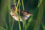 Marsh Wren D4EC4323.jpg