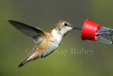 Rufous Hummingbird D4EC7500.jpg