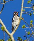 Red-naped Sapsucker _H9G8801.jpg