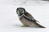 Northern Hawk Owl _S9S9475.jpg