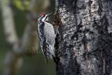 Red-naped Sapsucker _H9G1309.jpg