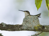 Ruby-throated Hummingbird on nest _S9S1484.jpg