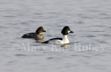 Common Goldeneye pair _H9G7369.jpg