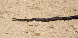Black Rat Snake _MG_0753.jpg