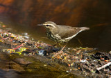 Northern Waterthrush _I9I6357.jpg