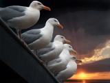 seagulls at sunset / avondbabbel