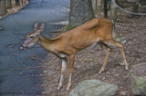 Yes, Deer