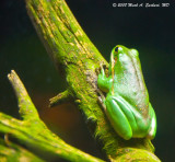 Frog On A Log