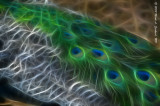 Peacock Feathers