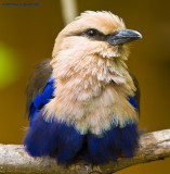 Avian Portrait