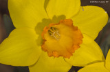 Heart Of The Daffodil