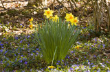 Daffodil Bouquet