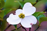 Cornus florida