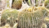 Cacti Fractali