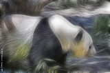 Prowling Panda