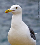 Seagull Portrait