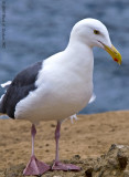 La Jolla Seagulls Day 3