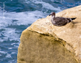 Oceanside Perch