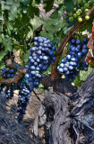 Grape Bearing Vines