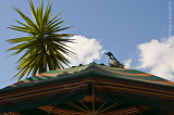 Disney World 55