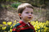 2009 Daffodils 6