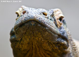 Scaled Expression