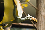 Prehistoric Flight