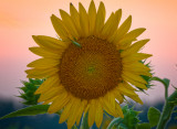 Sunset Sunflower