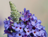 Butterfly Bush Beginings