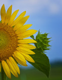 Bisected Sunflower - Impasto