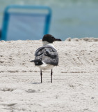 Seagull in the sand