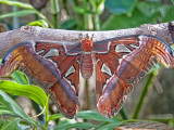 On Butterfly Wings