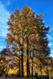 Yellow Tree, Blue Sky, Smokey  Mountain Fall