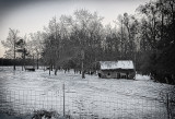 Winter Pasture