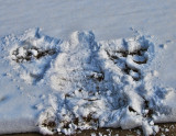 Elis Snow Angel